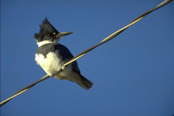 kingfisher.jpg (20104 bytes)